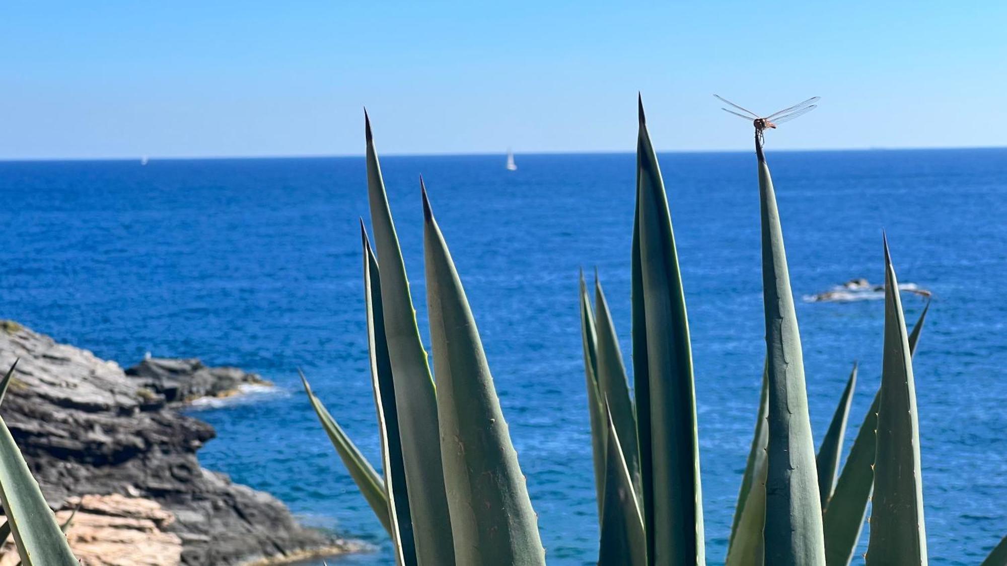 Punta Prima - Sun & Beach & Golf & Bike - Spanish South-Facing Terrace Apartment - La Recoleta - By The Sea Torrevieja Ngoại thất bức ảnh